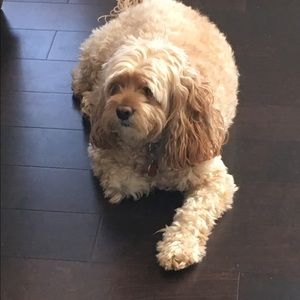 Meet your Posher, Jay