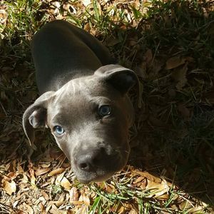 Meet your Posher, Car