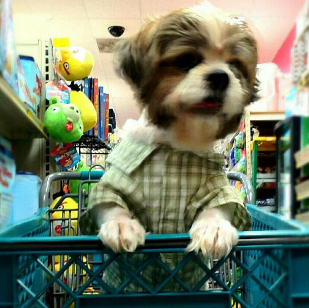 Meet your Posher, Chulito