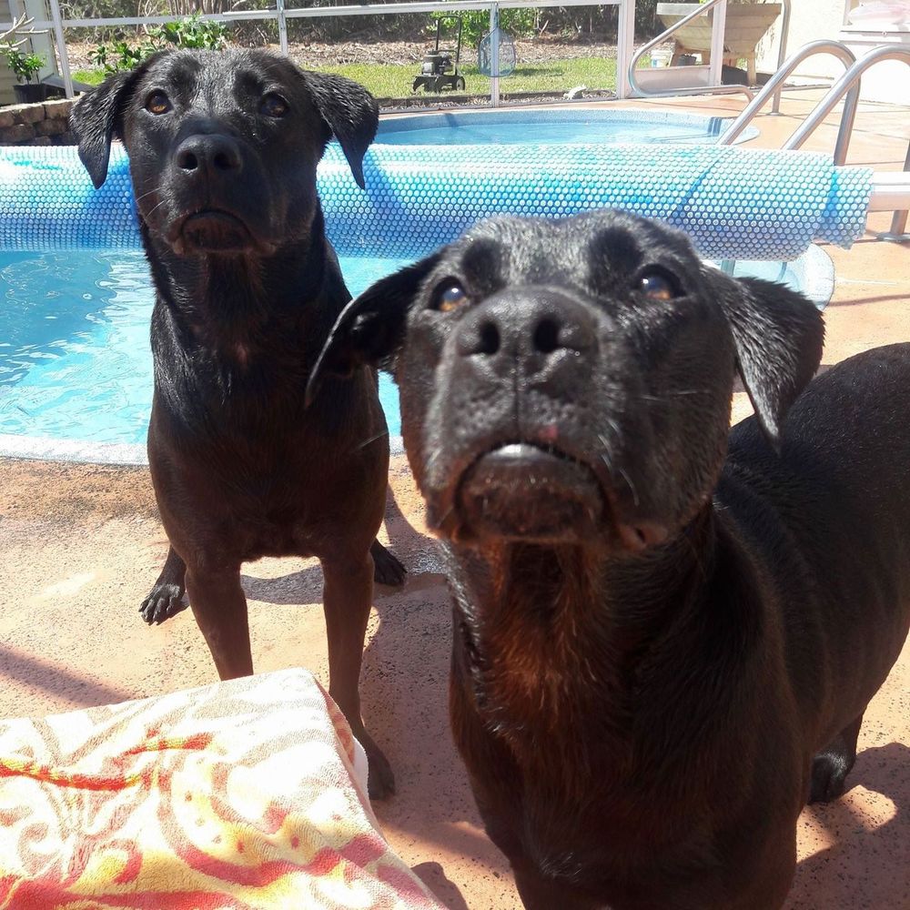My girl's  Maggie & Molly 🐶🐶