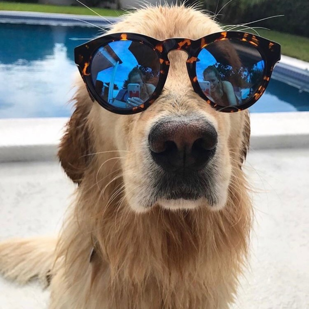 🔴SOLD🔴 Brand new DIFF sunglasses 😎