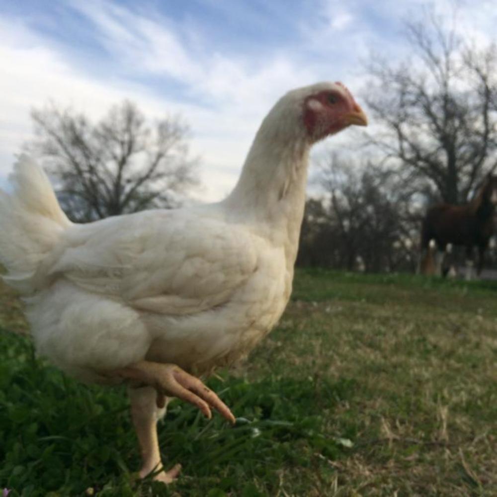 Meet your Posher, Dixie lease