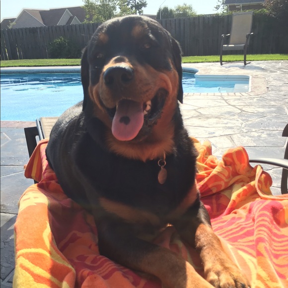 Meet your Posher, Nancy - Picture 3 of 3