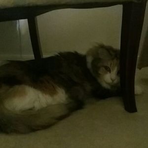 Meet your Posher, Loretta