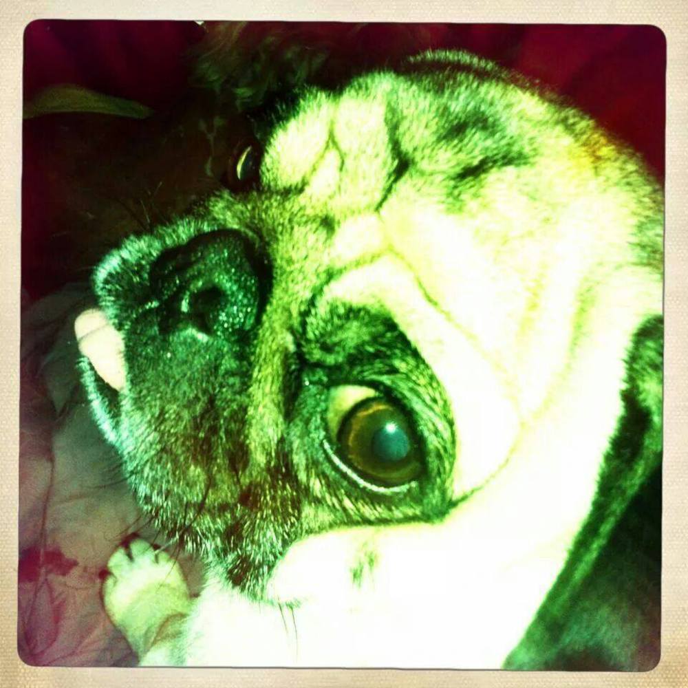 Meet your Posher, Pixi