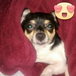 Meet your Posher, Tina