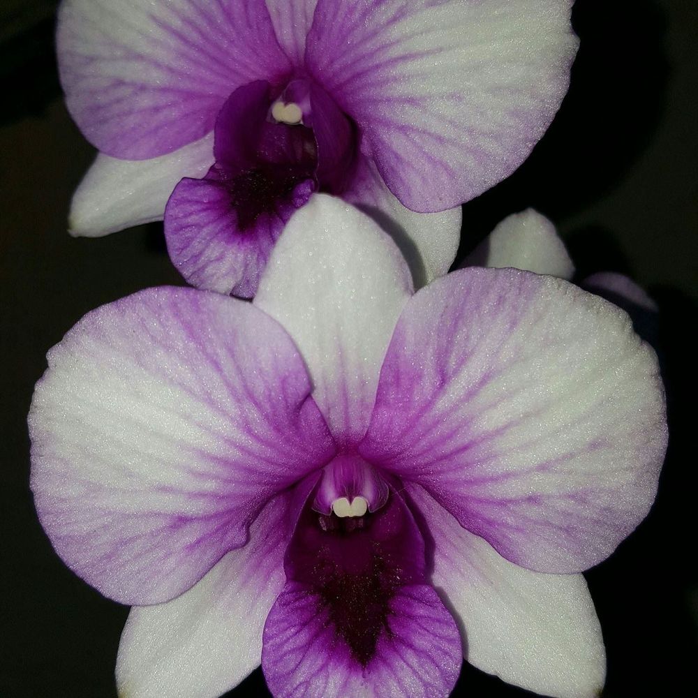 Meet your Posher, Keyla