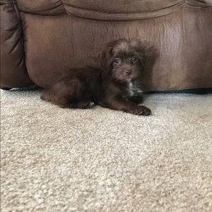 Meet your Posher, Brianna