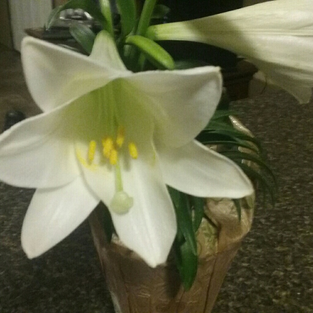 Meet your Posher, Angelica