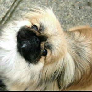 Meet your Posher, Loretta