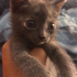 Meet your Posher, Lin