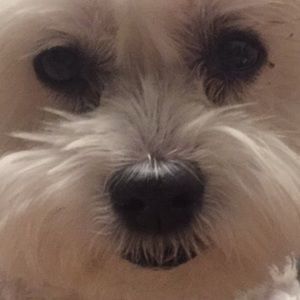 Meet your Posher, Pedro