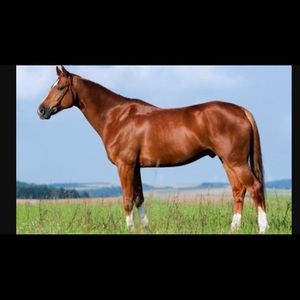 Meet your Posher, Jacob