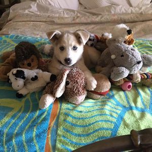 Meet your Posher, Martha