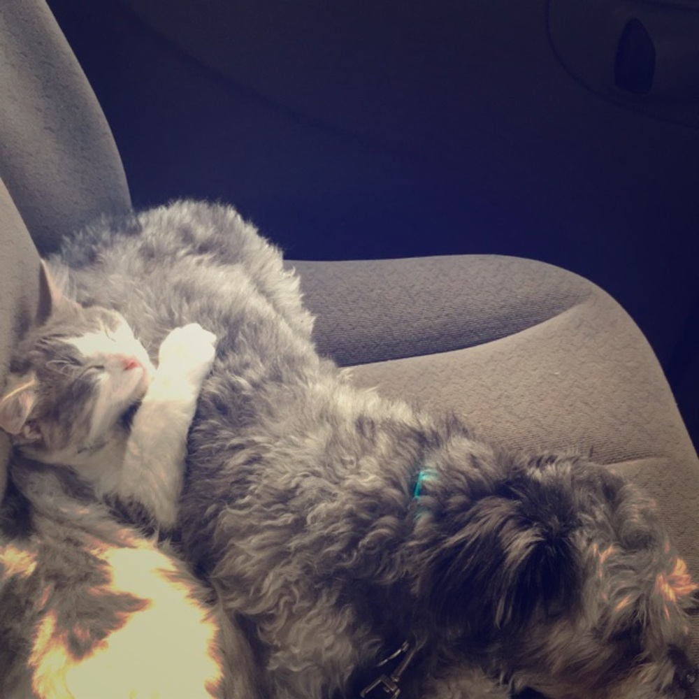 Meet Charcoal and Franky my little helpers!!!