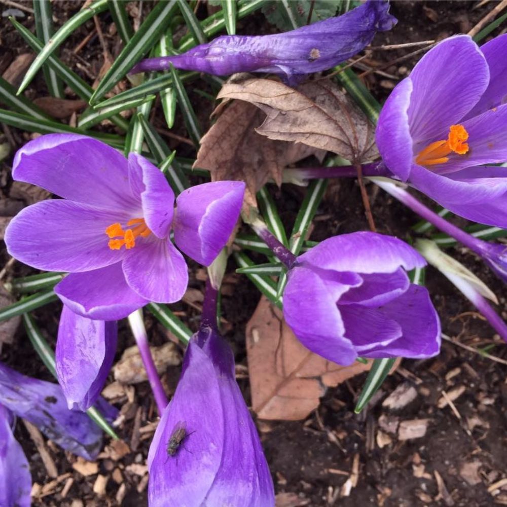 Meet your Posher, Mona