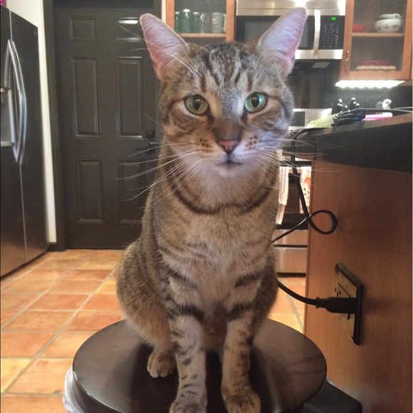 Meet your Posher, Janine - Picture 1 of 1