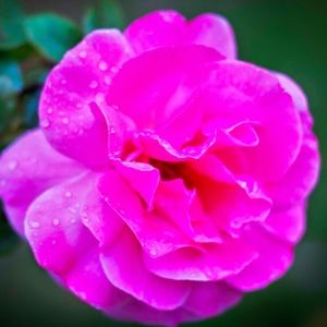 Meet your Posher, Nirisha