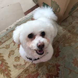 Meet your Posher, Diana