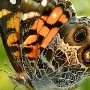 Meet your Posher, Barbara