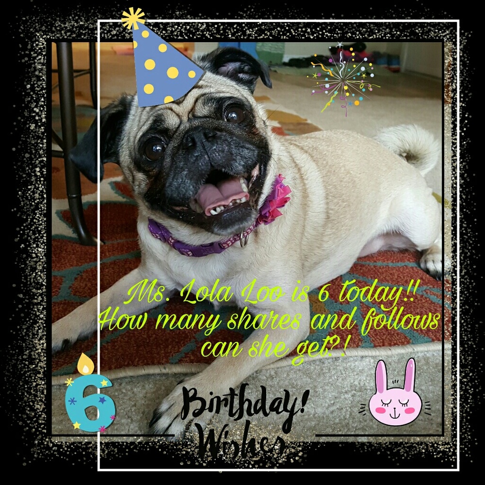 She's now a 6 year old pug loaf!