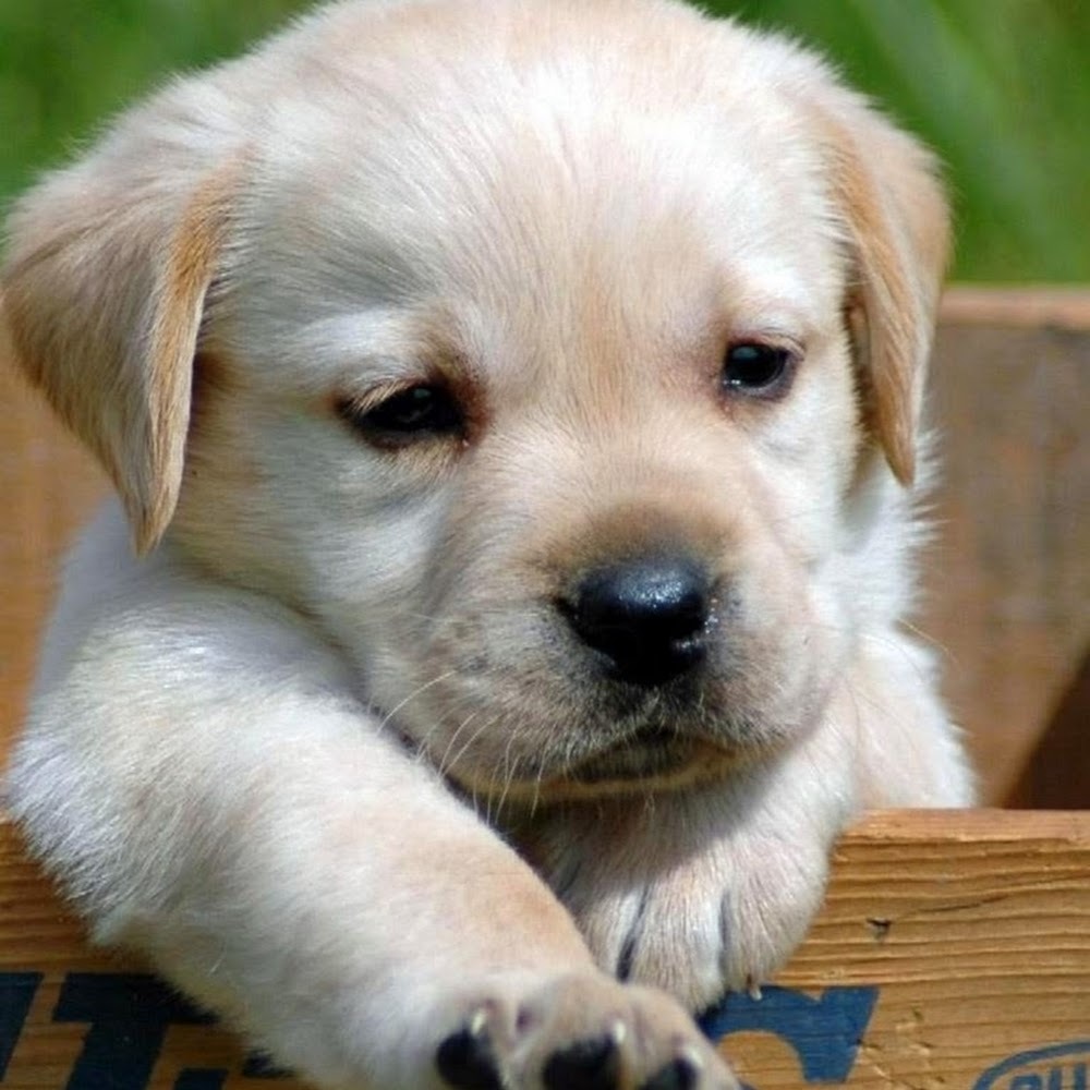 Meet your Posher, Lynette