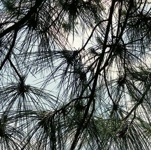 Meet your Posher, Kimmi