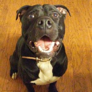 Meet your Posher, Brady