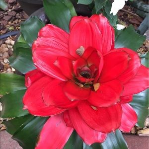 Meet your Posher, Petrinea