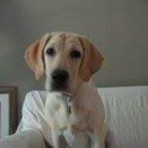 Meet your Posher, Abigail