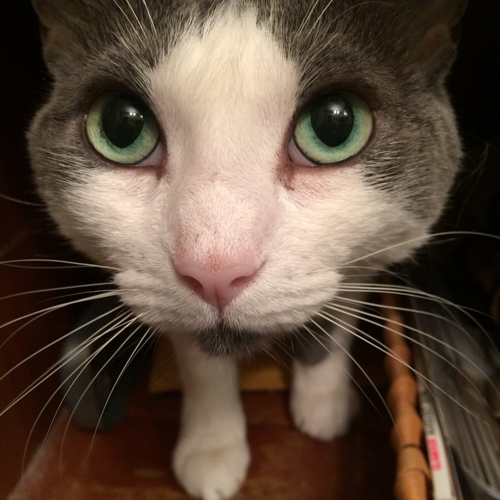 Meet your Posher, Odell