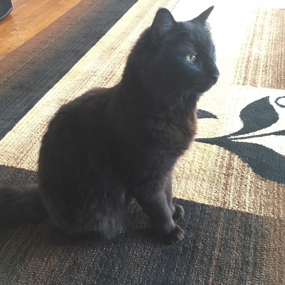 Meet your Posher, Amanda