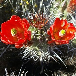 Meet your Posher, Maria