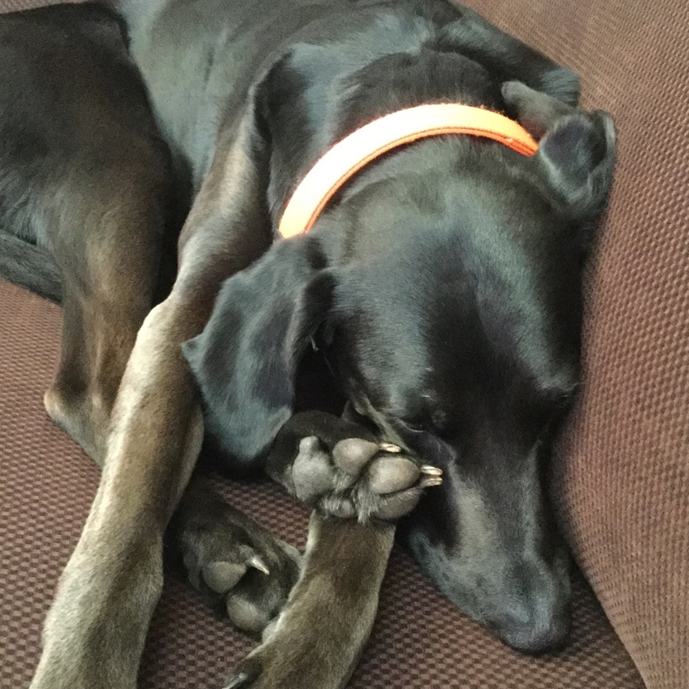 Meet your Posher, Diana