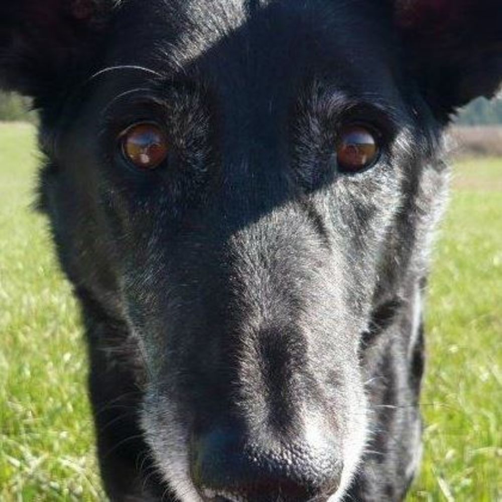 Meet your Posher, Korbyn