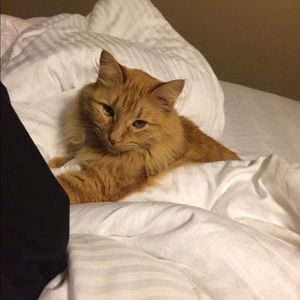 Meet your Posher, Rebecca