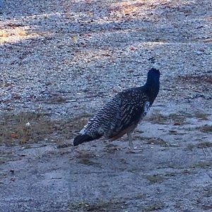 Meet your Posher, Sharlane