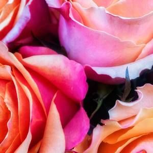 Meet your Posher, Jennifer ann