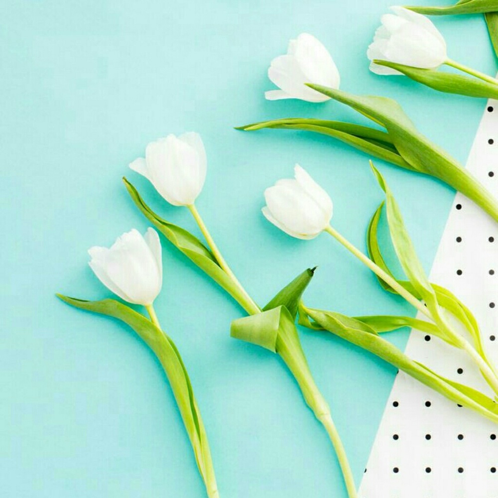 Meet your Posher, Cassia