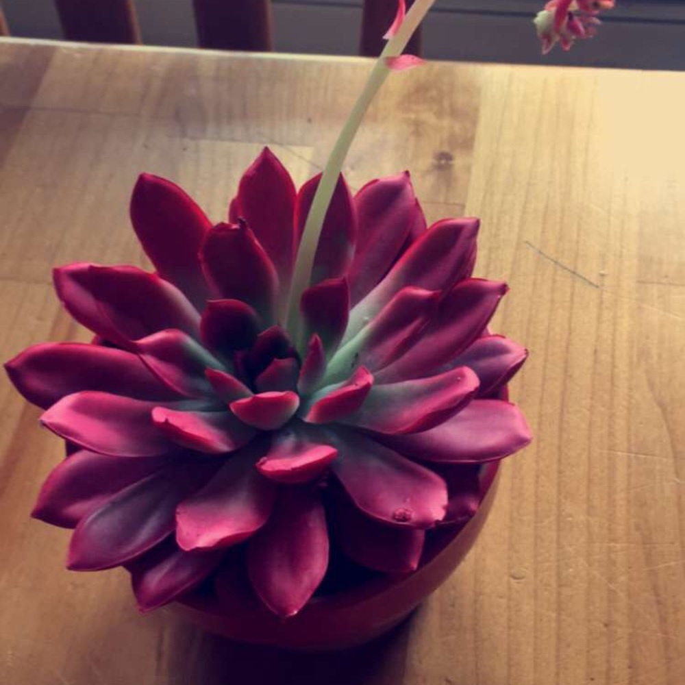 Meet your Posher, Josie