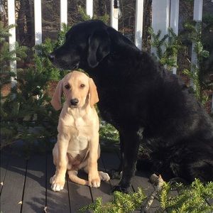 Meet your Posher, Anne