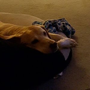 Meet your Posher, Debbie