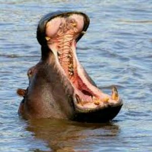 Meet your Posher, Ksean