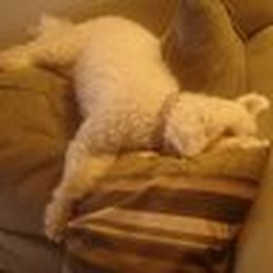 Meet your Posher, Daisy