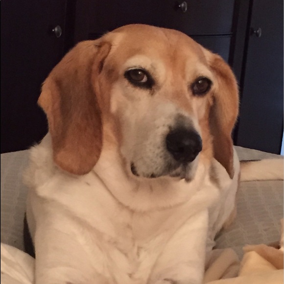 Meet your Posher, Pita - Picture 2 of 2