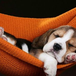 Meet your Posher, Beatrice