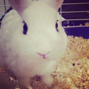 Meet your Posher, Skye