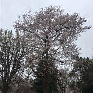 Meet your Posher, Xiaofei