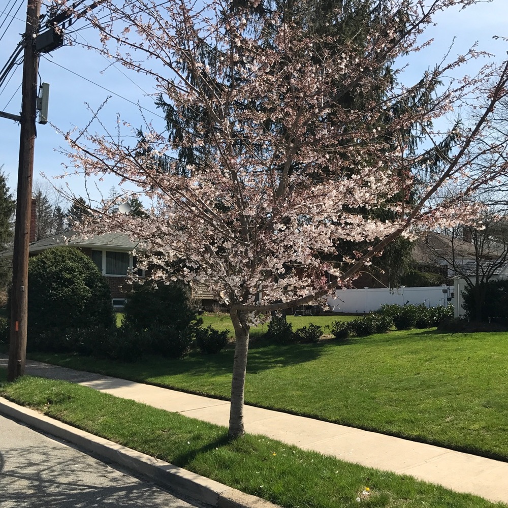 Meet your Posher, Saramma