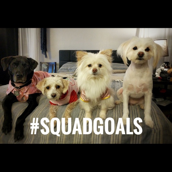 Meet your Posher, Bella - Picture 4 of 7